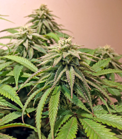 Семена сорта Lemon Garlic OG fem