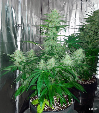 Семена сорта Green Crack Auto fem (FastBuds)