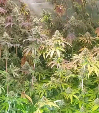 Семена сорта Notorious THC fem (Humboldt Seed Company)