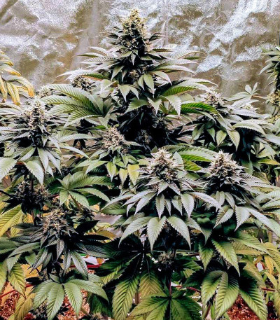 Семена сорта Bay Burger fem (Delicious Seeds)