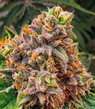 Семена сорта Da Vinci fem (UKHTA)