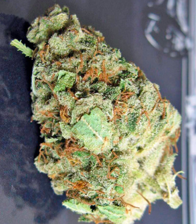 Семена сорта Money Maker fem (Strain Hunters)