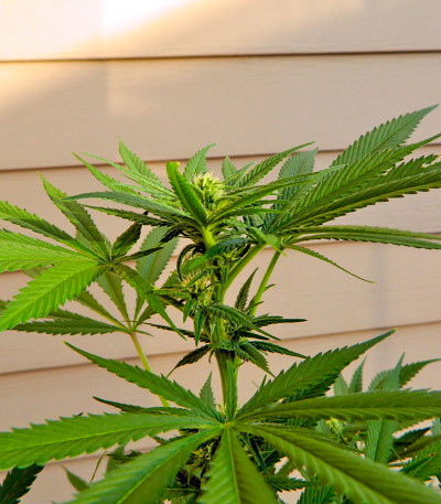 Семена сорта South African Kwazulu fem (World of Seeds)