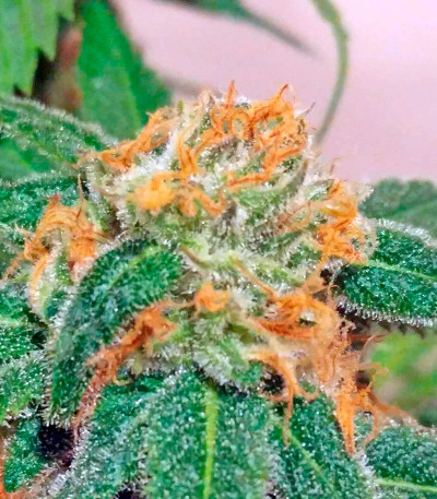 Семена сорта Super Silver fem (Dinafem Seeds)