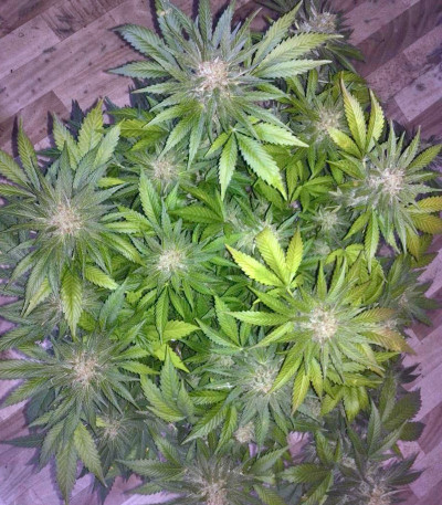 Сорт марихуаны Snegurochka 