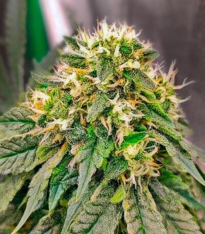 Семена сорта 50 Dragons fem (UKHTA)