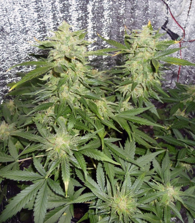 Семена сорта Northern Express Auto fem