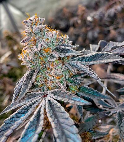 Семена сорта Scout Cookies Fast Version fem (Семяныч)