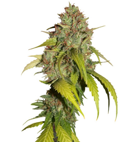 Семена сорта Sweet Tai fem (Sweet Seeds)