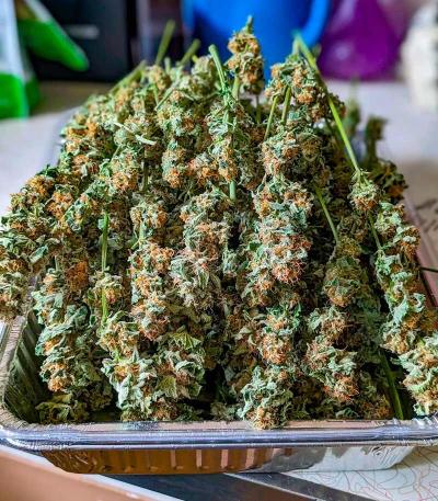 Семена сорта Bruce Banner Fast Version fem (Семяныч)