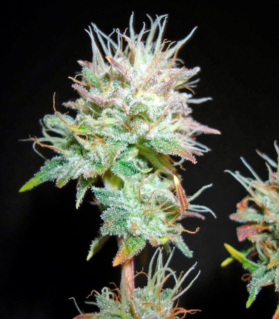 Семена сорта Bubba Kush 2.0 fem