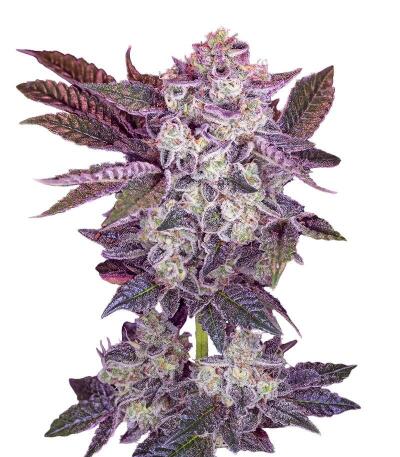 Семена сорта Mystical Autoflower fem (Easy Grow Seeds)