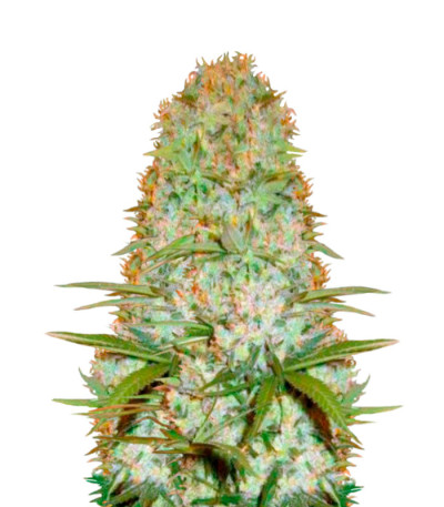 Семена сорта Red Russian XXL fem (Victory Seeds)