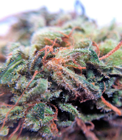 Семена марихуаны Sweet Nurse Auto CBD