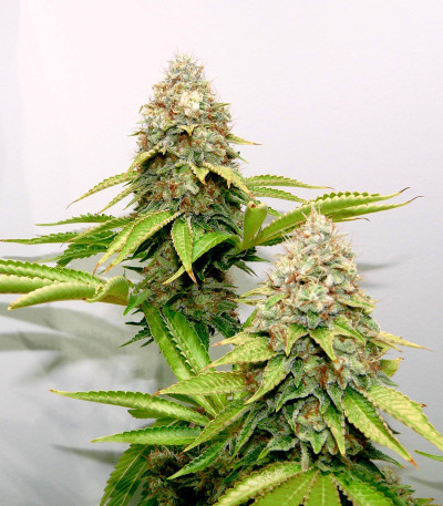 Семена сорта Bruce Banner #3 Fast fem (Original Sensible Seeds)