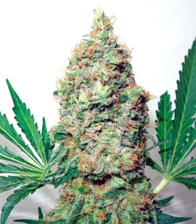 Сорт конопли Brainstorm