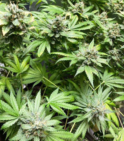 Семена сорта Eleven Roses Early Version fem (Delicious Seeds)