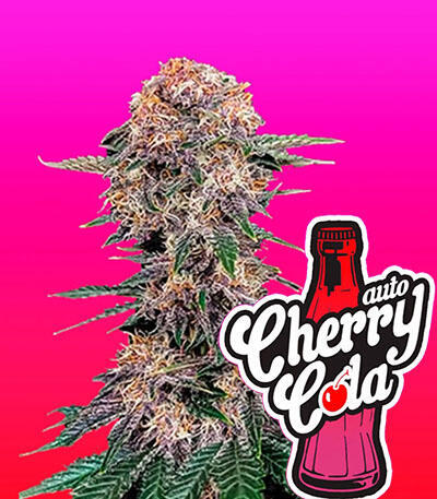 Семена сорта Cherry Cola Auto fem (FastBuds)
