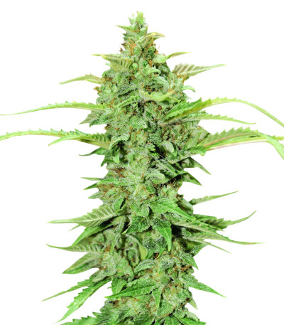 Семена сорта CBD Green Crack Auto fem (Семяныч)