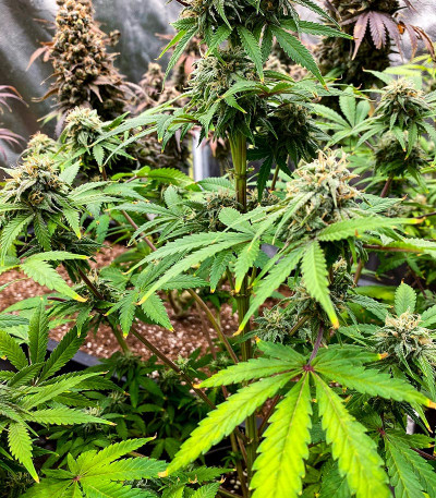 Семена конопли сорта Amnesia Haze