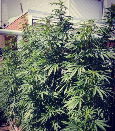 Семена сорта Cold Thunder fem (Sumo Seeds)