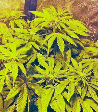 Семена сорта Dinachem fem