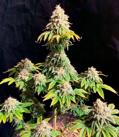 Семена сорта Frosted Guava fem (Original Sensible Seeds)