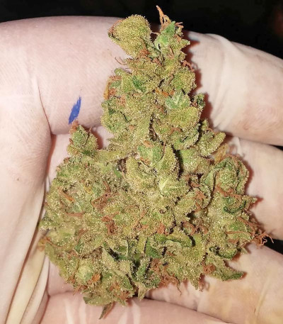 Семена сорта Krippleberry Auto fem (Dr. Krippling Seeds)