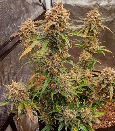 Семена сорта Purple Juice Auto fem (Herbies Seeds)