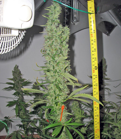 Семена сорта Smile fem (Kannabia Seed Company)