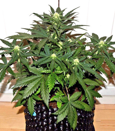 Семена сорта Tangie Auto fem