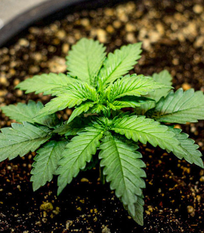 Семена сорта Black Widow fem (Семяныч)