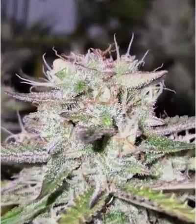 Семена сорта Big Bang Auto fem (Green House Seeds)