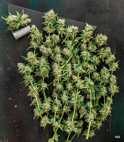 Семена сорта LSD auto fem (Семяныч)