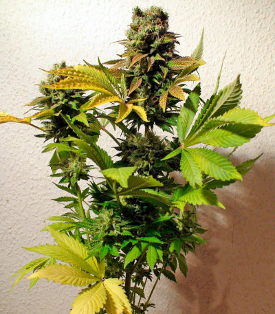 Семена сорта Ganesh reg (Mandala Seeds)