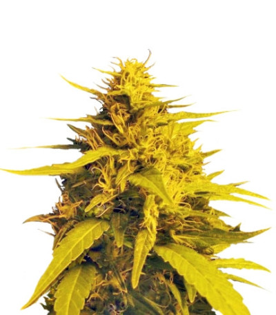 Семена сорта Haze 1 (Amnesia Haze) reg (Nirvana Seeds)