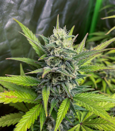 Семена сорта Jet Fuel Mandarine XL Auto fem (Sweet Seeds)