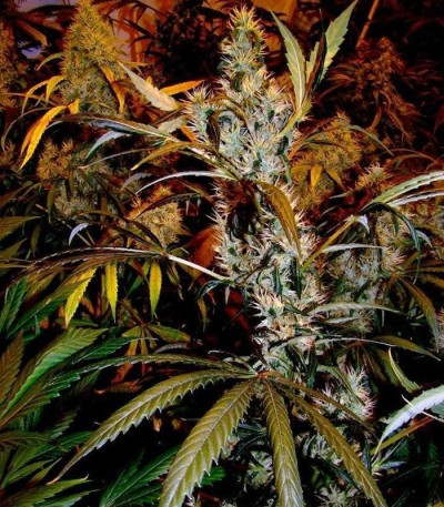 Семена сорта Super Silver Haze fem (Green House Seeds)