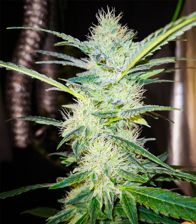 Семена сорта TnT Trichome fem (Dutch Passion)