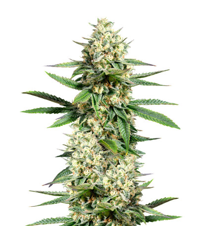 Семена сорта Nova OG (Anesia Seeds)