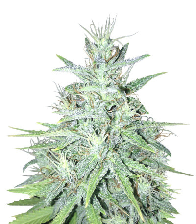 Семена сорта Auto Tutankhamon fem (Pyramid Seeds)