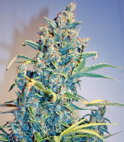 Семена сорта Tundra #2 Auto fem