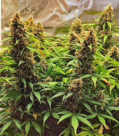 Семена сорта Godzilla Cookies Auto fem (Herbies Seeds)