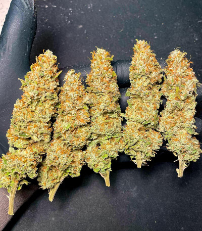 Семена сорта Lemon Drizzle fem (Barney's Farm)