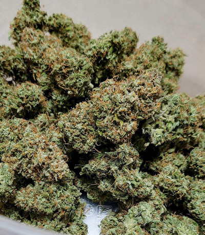 Семена сорта Original Trainwreck Auto fem (FastBuds)