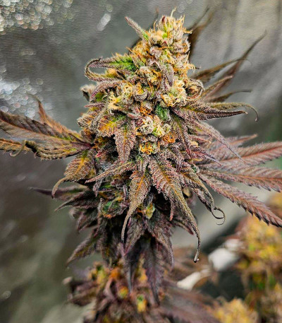 Семена сорта Papaya Sherbet fem (FastBuds)