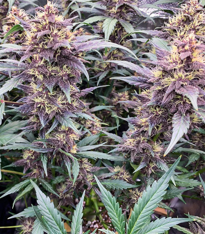 Семена сорта Purple Lemonade FF fem (FastBuds)