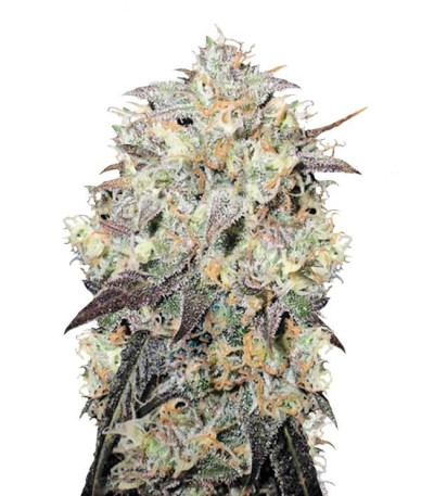 Семена сорта Auto Cocopopo fem