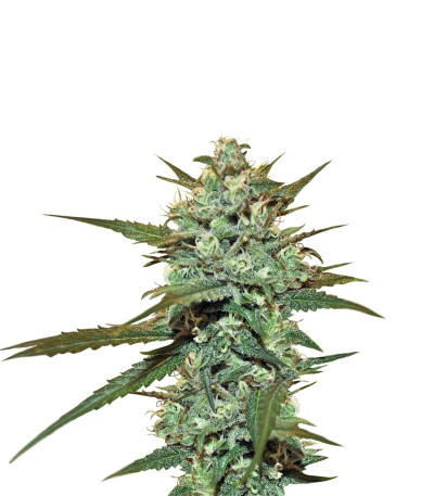 Семена сорта Sweet Haze reg (DNA Genetics)