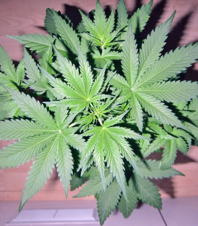 Семена сорта Sweet Special Auto fem (Sweet Seeds)